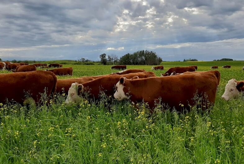 three-things-grazing-supplied