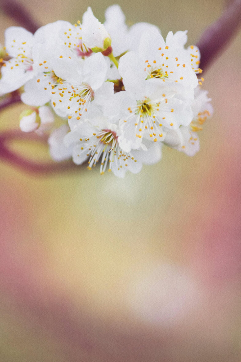 pexels-katlovessteve-548394