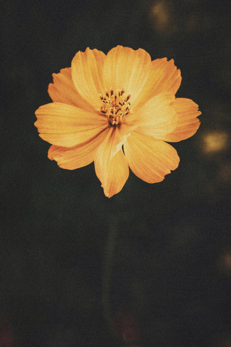 pexels-timmossholder-7945868
